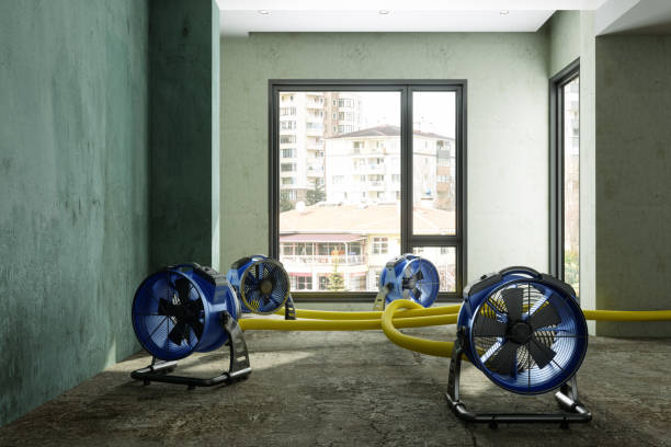 Best Mold removal after water damage  in Shelburne Falls, MA